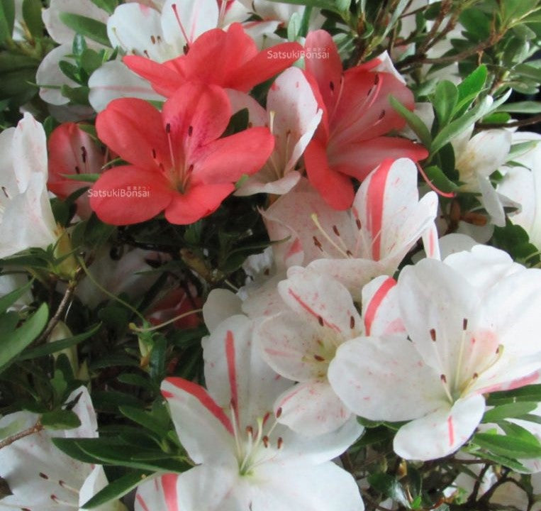 IVERYYANA~~Azalea Rhododendron Deciduous Starter Plant~~WHITE & PEACH STRIPED