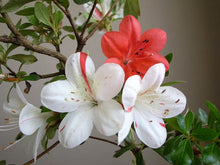 Load image into Gallery viewer, IVERYYANA~~Azalea Rhododendron Deciduous Starter Plant~~WHITE &amp; PEACH STRIPED
