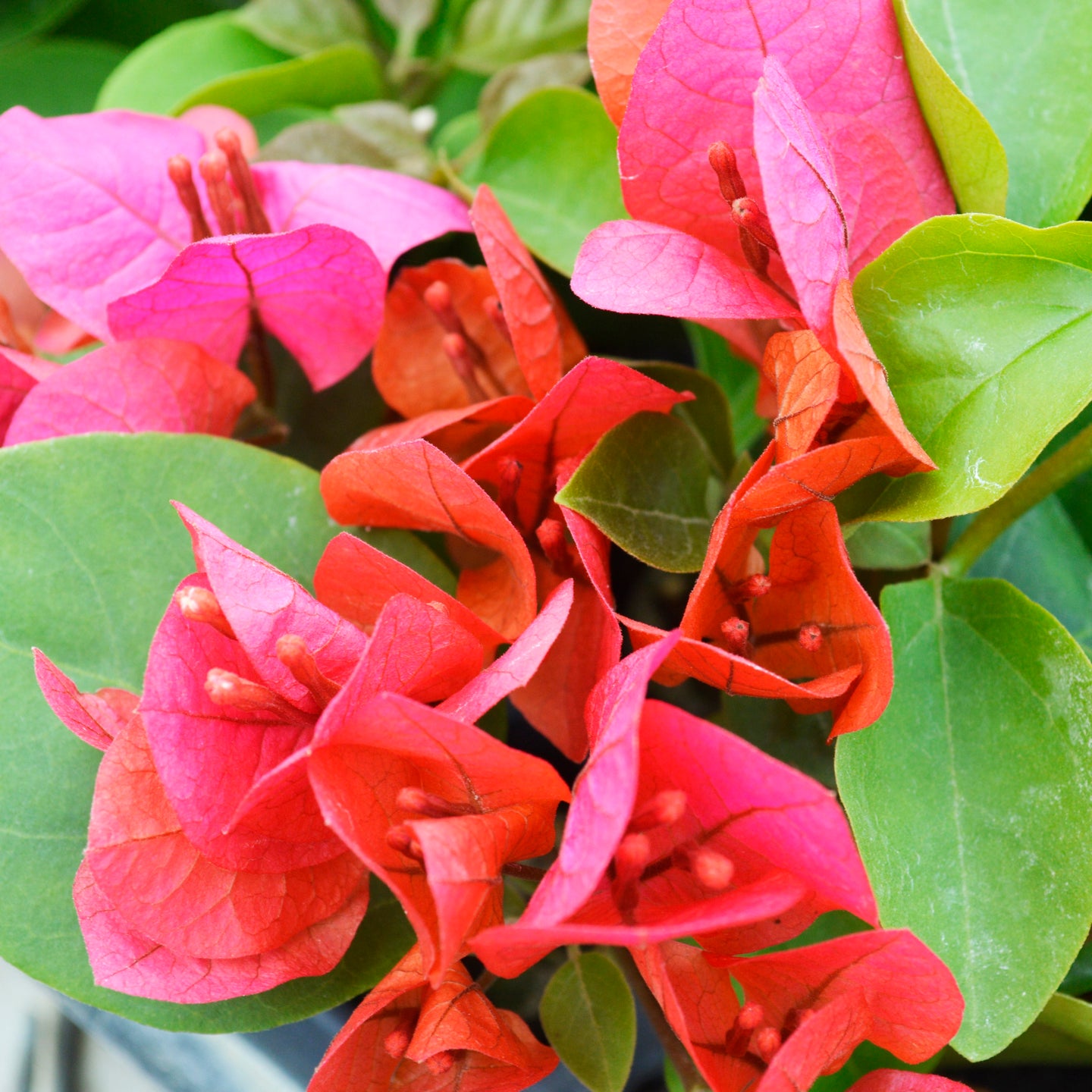 **JAMES WALKER**Live Bougainvillea Well Rooted Starter Plant