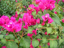 Load image into Gallery viewer, **JUANITA HATTEN**Live Bougainvillea Well Rooted Starter Plant
