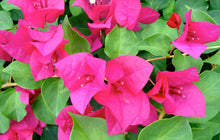 Load image into Gallery viewer, **JUANITA HATTEN**Live Bougainvillea Well Rooted Starter Plant
