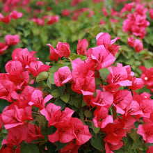 Load image into Gallery viewer, **JUANITA HATTEN**Live Bougainvillea Well Rooted Starter Plant
