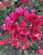 Load image into Gallery viewer, **JUANITA HATTEN**Live Bougainvillea Well Rooted Starter Plant
