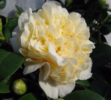 Load image into Gallery viewer, ***JURY&#39;S YELLOW* **Bicolor Bloom Camellia Japonica-Live Starter Plant
