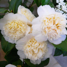 Load image into Gallery viewer, ***JURY&#39;S YELLOW* **Bicolor Bloom Camellia Japonica-Live Starter Plant
