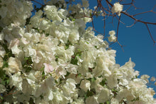 Load image into Gallery viewer, **KEYWEST WHITE** Live Bougainvillea Well Rooted Starter Plant
