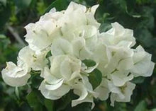 Load image into Gallery viewer, **KEYWEST WHITE** Live Bougainvillea Well Rooted Starter Plant
