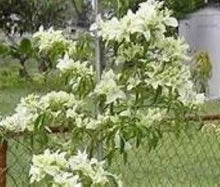 Load image into Gallery viewer, **KEYWEST WHITE** Live Bougainvillea Well Rooted Starter Plant
