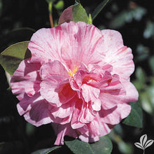 Load image into Gallery viewer, ****KICK OFF* **Bicolor Bloom Camellia Japonica-Live Starter Plant
