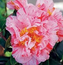 Load image into Gallery viewer, ****KICK OFF* **Bicolor Bloom Camellia Japonica-Live Starter Plant
