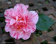 Load image into Gallery viewer, ****KICK OFF* **Bicolor Bloom Camellia Japonica-Live Starter Plant
