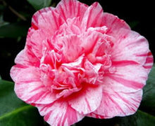 Load image into Gallery viewer, ****KICK OFF* **Bicolor Bloom Camellia Japonica-Live Starter Plant
