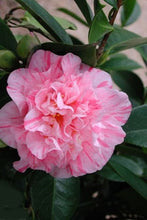 Load image into Gallery viewer, ****KICK OFF* **Bicolor Bloom Camellia Japonica-Live Starter Plant
