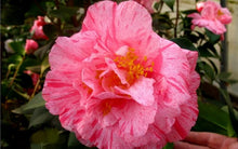 Load image into Gallery viewer, ****KICK OFF* **Bicolor Bloom Camellia Japonica-Live Starter Plant
