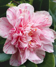 Load image into Gallery viewer, ****KICK OFF* **Bicolor Bloom Camellia Japonica-Live Starter Plant
