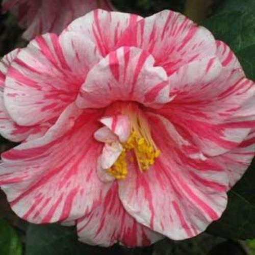 ****KICK OFF* **Bicolor Bloom Camellia Japonica-Live Starter Plant