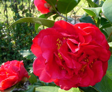 Load image into Gallery viewer, KRAMER&#39;S BEAUTY**** Bicolor Bloom Camellia Japonica-Live Rooted Starter Plant
