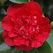 Load image into Gallery viewer, KRAMER&#39;S BEAUTY**** Bicolor Bloom Camellia Japonica-Live Rooted Starter Plant
