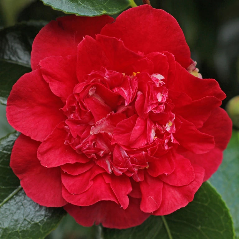 KRAMER'S BEAUTY**** Bicolor Bloom Camellia Japonica-Live Rooted Starter Plant