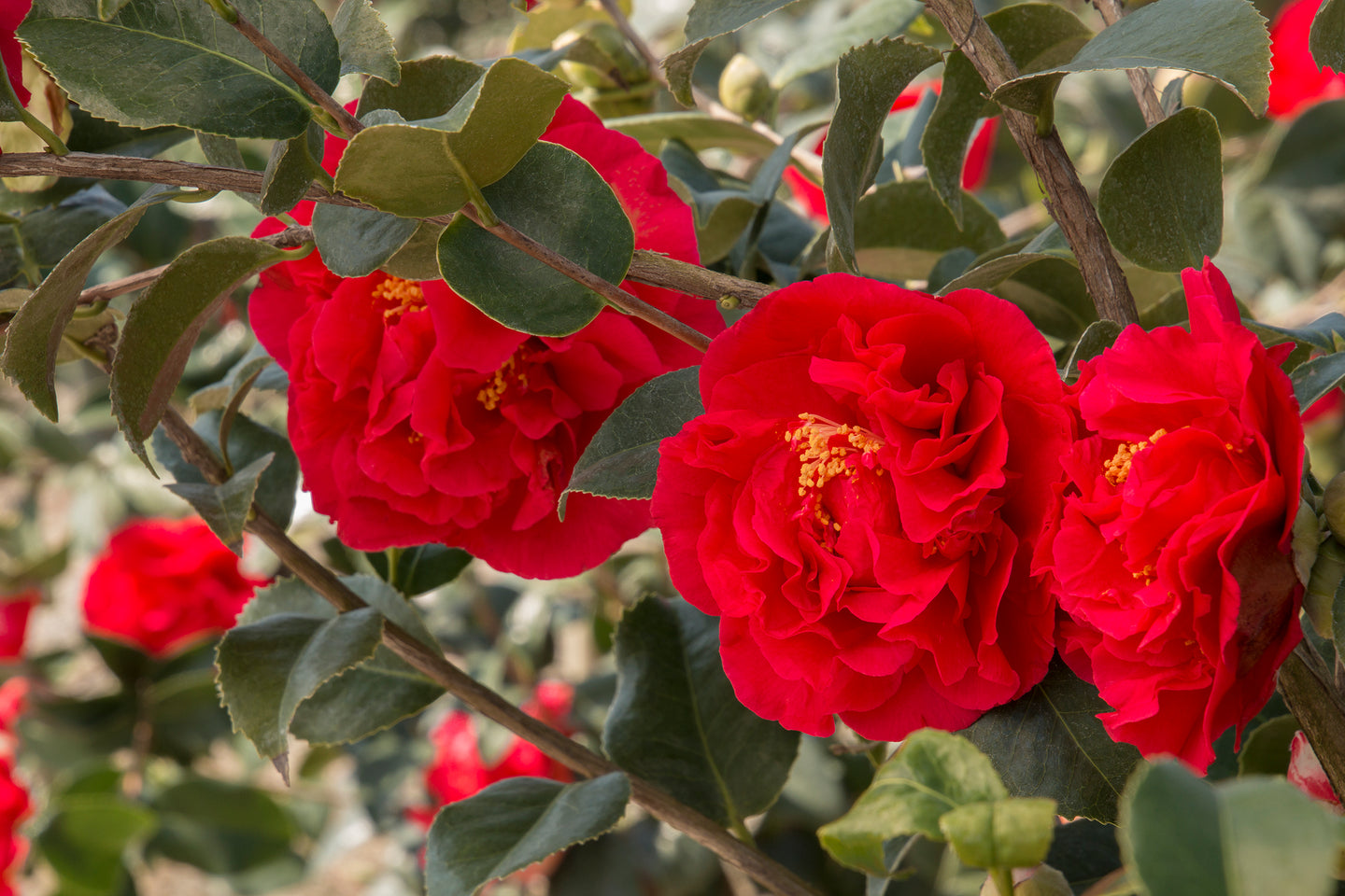 KRAMER'S SUPREME**** Bicolor Bloom Camellia Japonica-Live Rooted Starter Plant