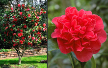 Load image into Gallery viewer, KRAMER&#39;S SUPREME**** Bicolor Bloom Camellia Japonica-Live Rooted Starter Plant
