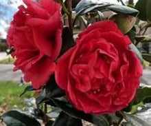 Load image into Gallery viewer, KRAMER&#39;S SUPREME**** Bicolor Bloom Camellia Japonica-Live Rooted Starter Plant
