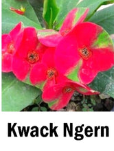 Load image into Gallery viewer, ~~KWACK NGERN~~Crown Of Thorns-Euphorbia Milii~~CHRIST PLANT~~STARTER PLANT

