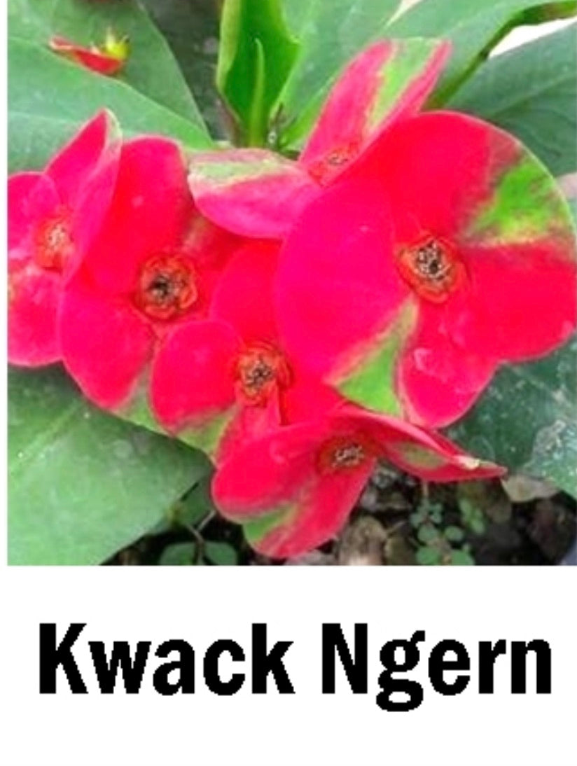 ~~KWACK NGERN~~Crown Of Thorns-Euphorbia Milii~~CHRIST PLANT~~STARTER PLANT