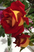 Load image into Gallery viewer, ~~KETCHUP &amp; MUSTARD~~Fully Grown Blooming Size Rose Bush Plant~~VERY RARE~~HTF~~
