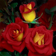 Load image into Gallery viewer, ~~KETCHUP &amp; MUSTARD~~Fully Grown Blooming Size Rose Bush Plant~~VERY RARE~~HTF~~
