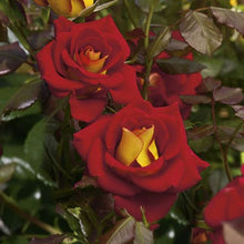 Load image into Gallery viewer, ~~KETCHUP &amp; MUSTARD~~Fully Grown Blooming Size Rose Bush Plant~~VERY RARE~~HTF~~
