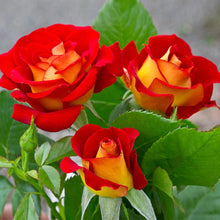 Load image into Gallery viewer, ~~KETCHUP &amp; MUSTARD~~Fully Grown Blooming Size Rose Bush Plant~~VERY RARE~~HTF~~
