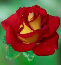 Load image into Gallery viewer, ~~KETCHUP &amp; MUSTARD~~Fully Grown Blooming Size Rose Bush Plant~~VERY RARE~~HTF~~
