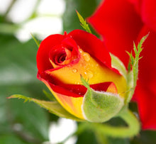 Load image into Gallery viewer, ~~KETCHUP &amp; MUSTARD~~Fully Grown Blooming Size Rose Bush Plant~~VERY RARE~~HTF~~
