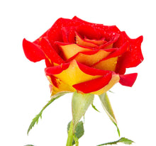 Load image into Gallery viewer, ~~KETCHUP &amp; MUSTARD~~Fully Grown Blooming Size Rose Bush Plant~~VERY RARE~~HTF~~
