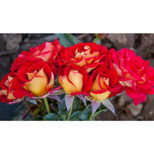 Load image into Gallery viewer, ~~KETCHUP &amp; MUSTARD~~Fully Grown Blooming Size Rose Bush Plant~~VERY RARE~~HTF~~
