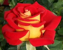 Load image into Gallery viewer, ~~KETCHUP &amp; MUSTARD~~Fully Grown Blooming Size Rose Bush Plant~~VERY RARE~~HTF~~
