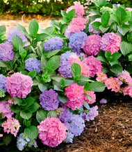 Load image into Gallery viewer, ***L.A. Dreamin *** Hydrangea Macrophylla Starter Plant
