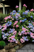 Load image into Gallery viewer, ***L.A. Dreamin *** Hydrangea Macrophylla Starter Plant
