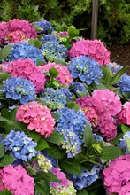 Load image into Gallery viewer, ***L.A. Dreamin *** Hydrangea Macrophylla Starter Plant
