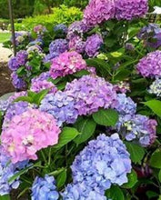 Load image into Gallery viewer, ***L.A. Dreamin *** Hydrangea Macrophylla Starter Plant
