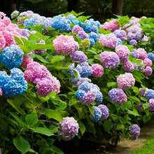 Load image into Gallery viewer, ***L.A. Dreamin *** Hydrangea Macrophylla Starter Plant
