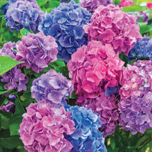 Load image into Gallery viewer, ***L.A. Dreamin *** Hydrangea Macrophylla Starter Plant
