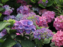 Load image into Gallery viewer, ***L.A. Dreamin *** Hydrangea Macrophylla Starter Plant
