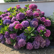 Load image into Gallery viewer, ***L.A. Dreamin *** Hydrangea Macrophylla Starter Plant
