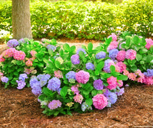 Load image into Gallery viewer, ***L.A. Dreamin *** Hydrangea Macrophylla Starter Plant
