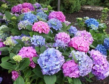 Load image into Gallery viewer, ***L.A. Dreamin *** Hydrangea Macrophylla Starter Plant
