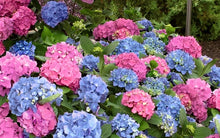 Load image into Gallery viewer, ***L.A. Dreamin *** Hydrangea Macrophylla Starter Plant
