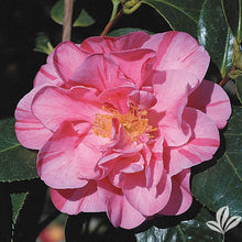 Load image into Gallery viewer, ****LADY LAURA** *Bicolor Bloom Camellia Japonica-Live Starter Plant
