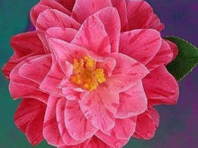 Load image into Gallery viewer, ****LADY LAURA** *Bicolor Bloom Camellia Japonica-Live Starter Plant
